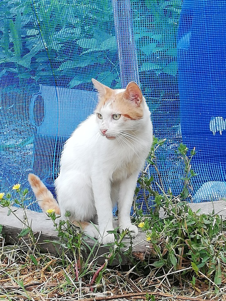 kedi