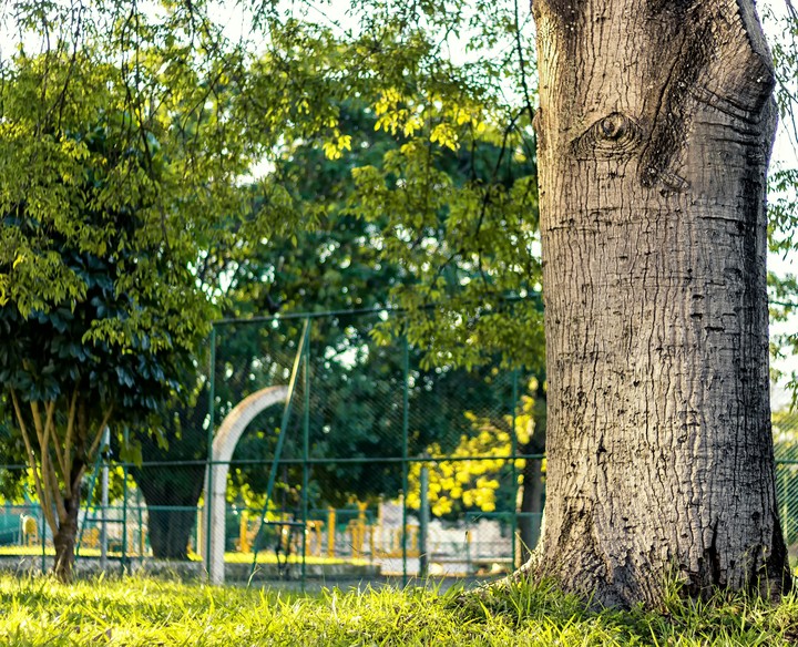 Tree in the park
