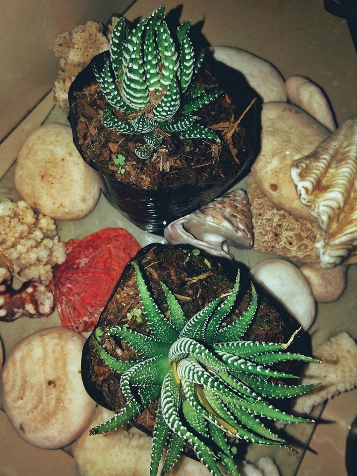 cactus plant
