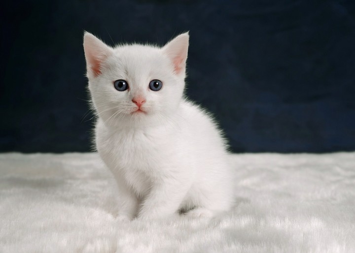 котик