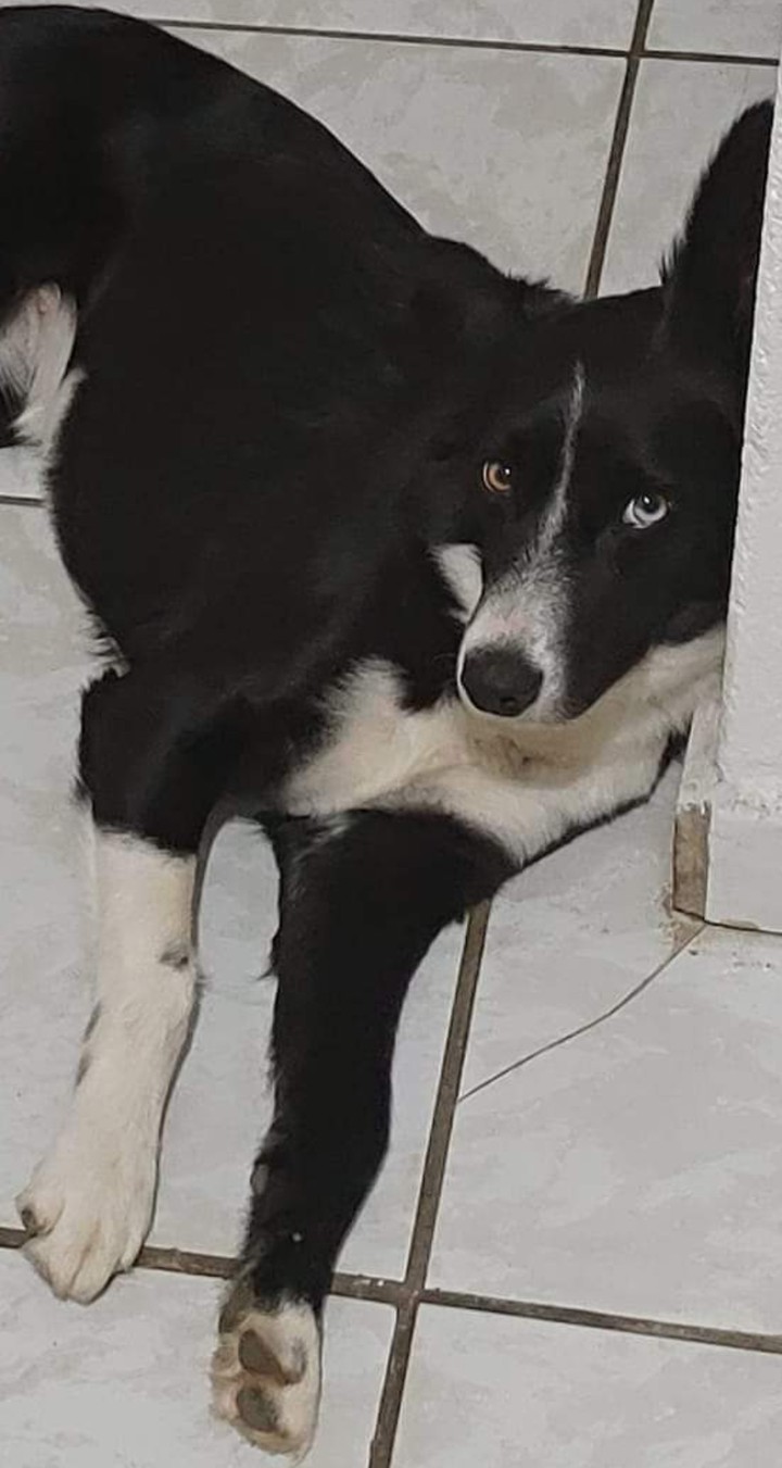 Lua Luana