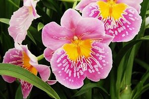 Pink orchid