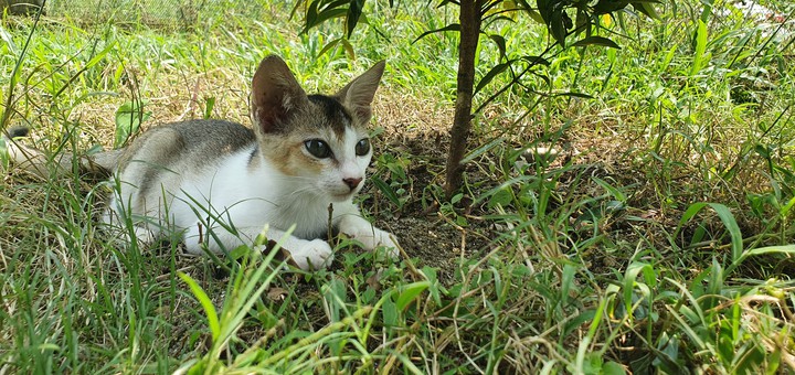 cat