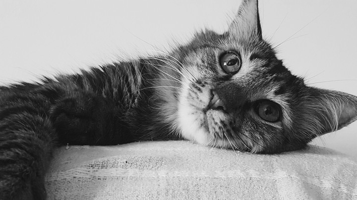 Rufus