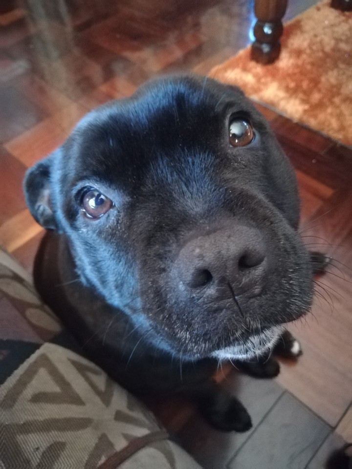 dog stares