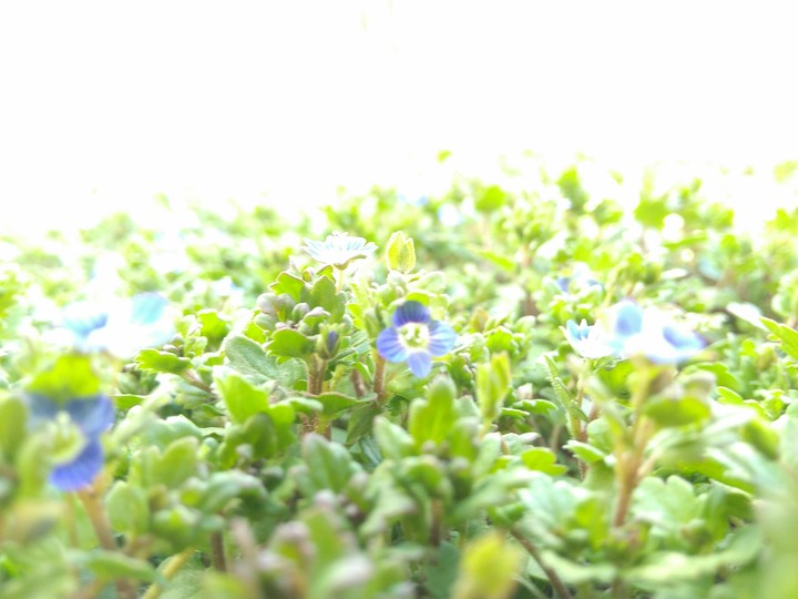 Blue in Green