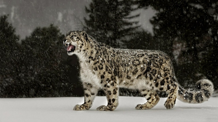 snow leopard