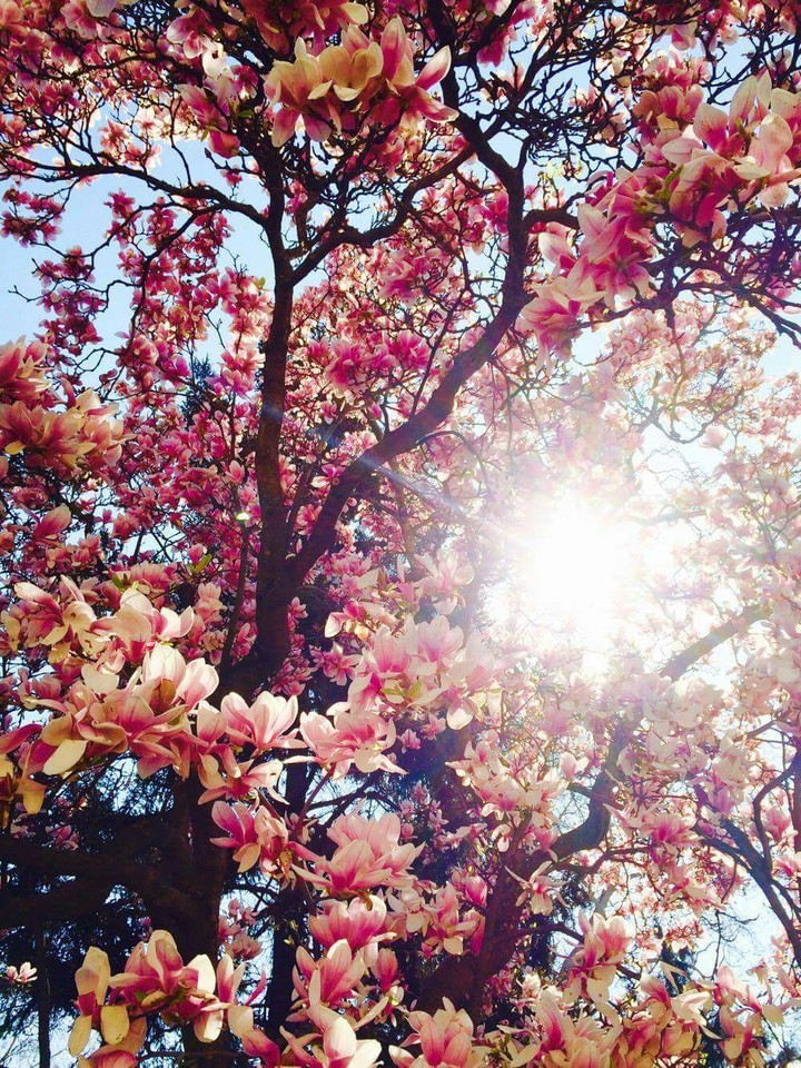 spring
