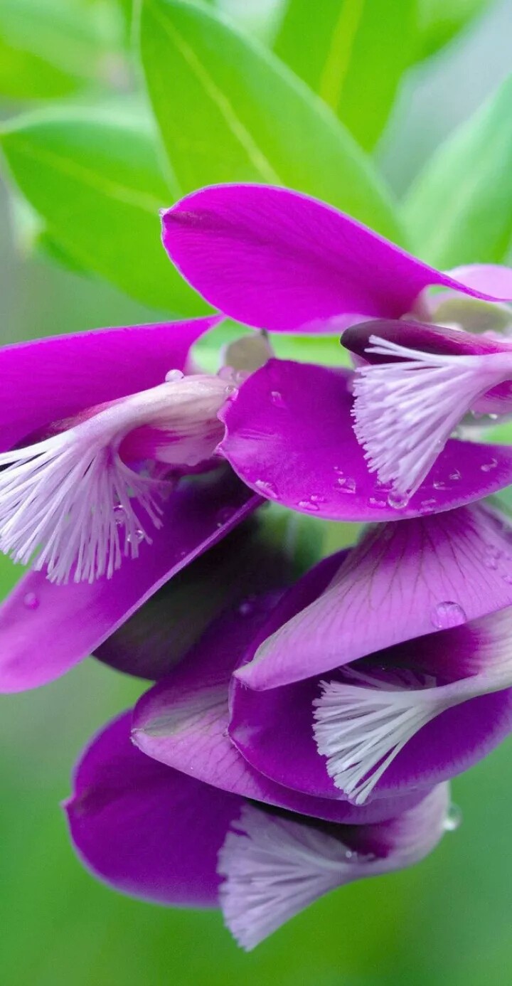 lovely flower