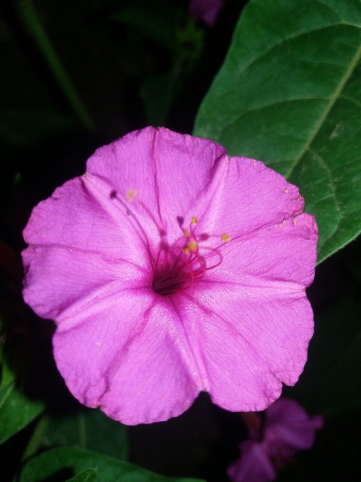 Flover
