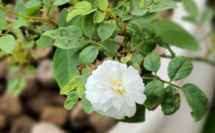 Hồng mini