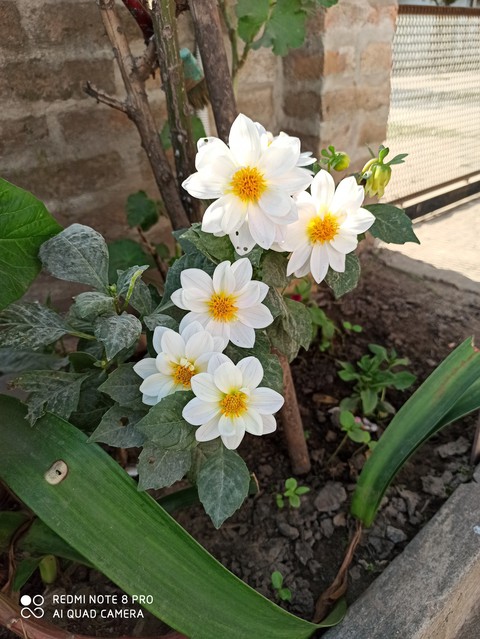 pequeñas dalias