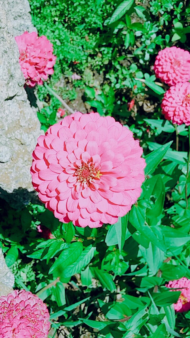 꽃