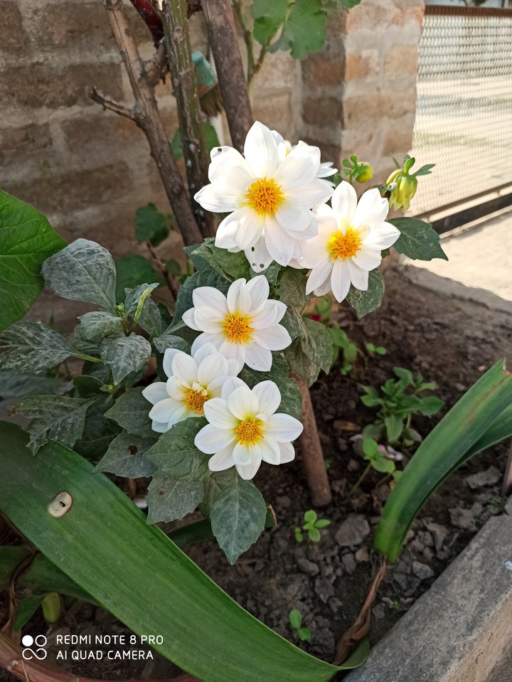 pequeñas dalias