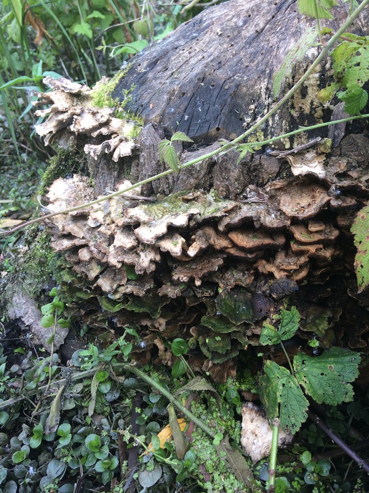 Stump