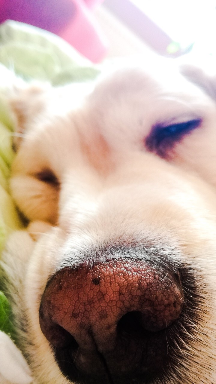 my dog ❤