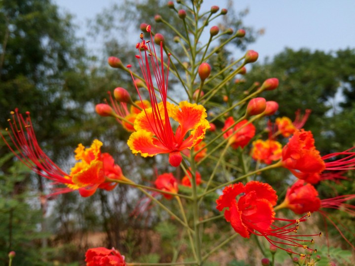 Flowers
