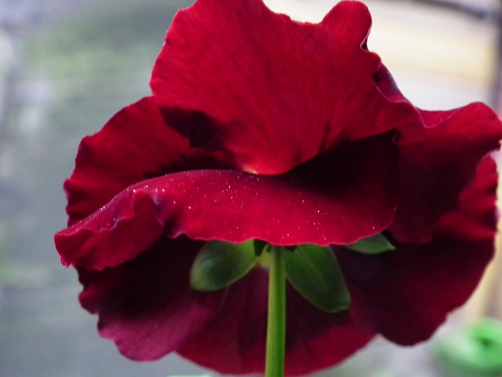 Blume