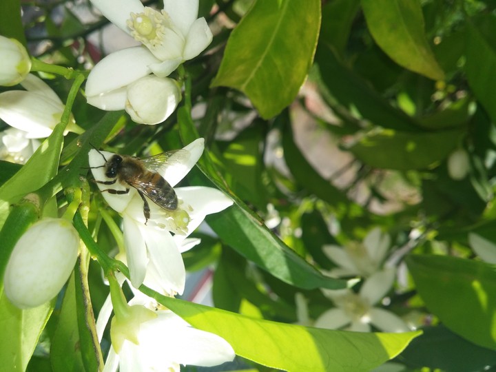 Bee works