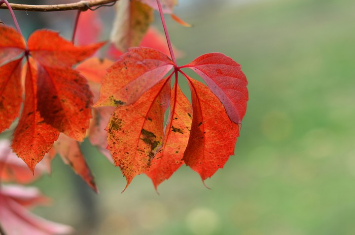 Autumn