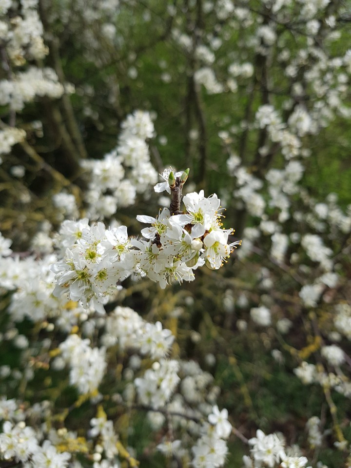 fantastic nature in spring