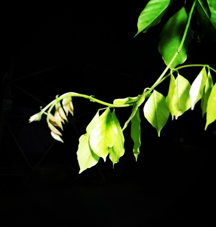 leaves