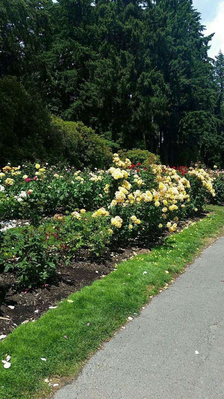 rose garden