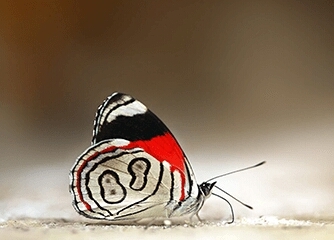 butterfly