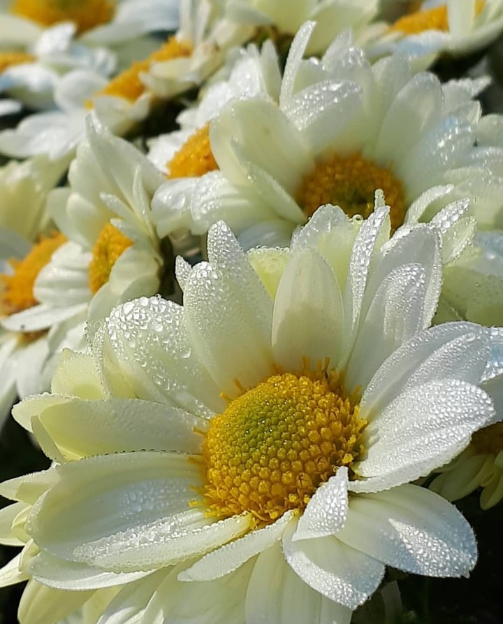 daisy