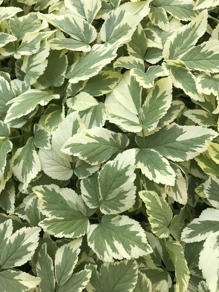 greens