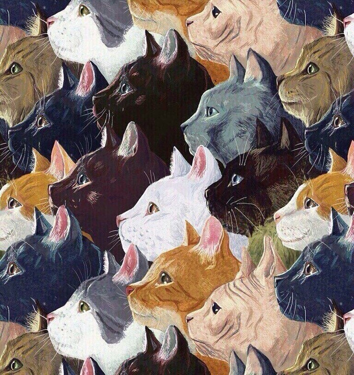•кошки        •cet           •
