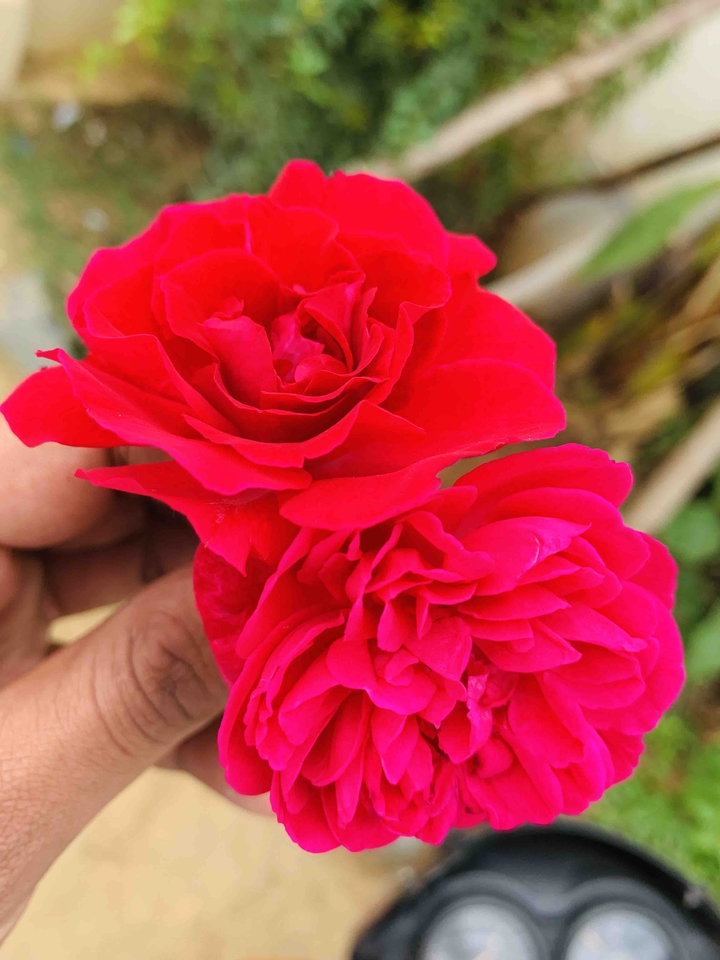 rose