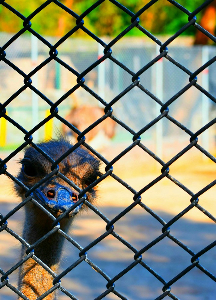 Cute bird peeping through fence..
