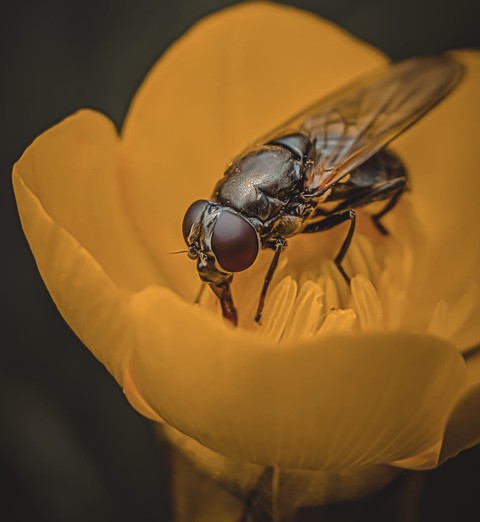 רקעים pest, pollinator