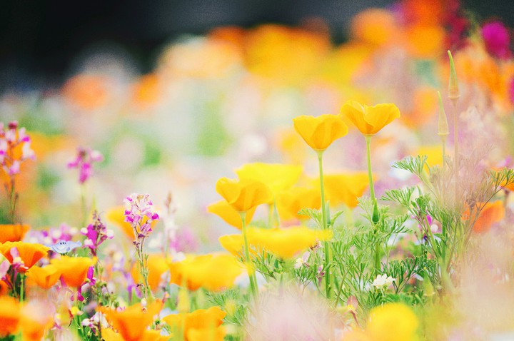 Maki Flowers.