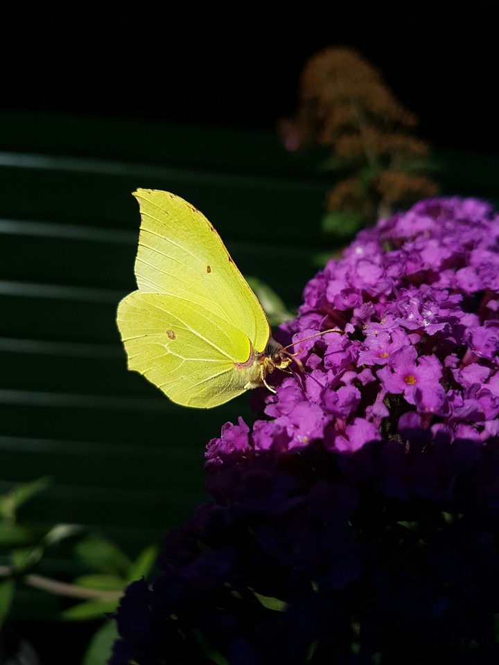 Butterfly