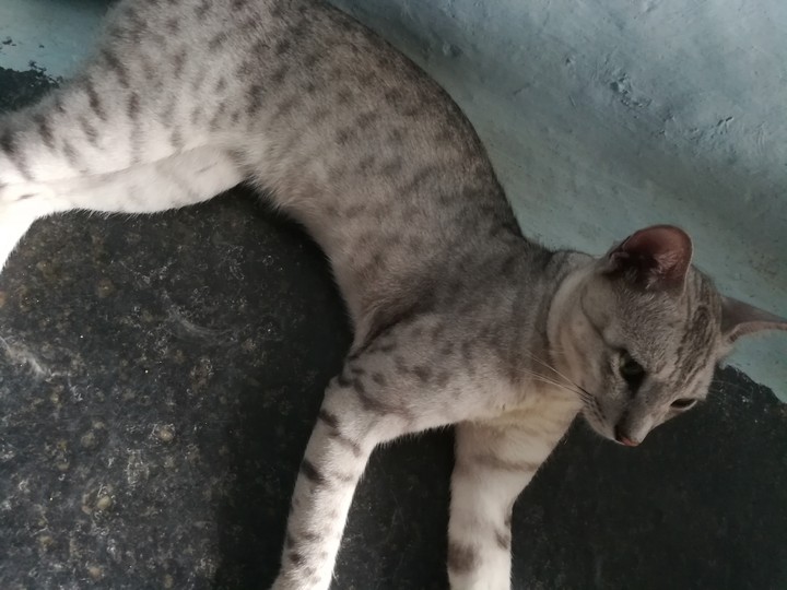 my cat