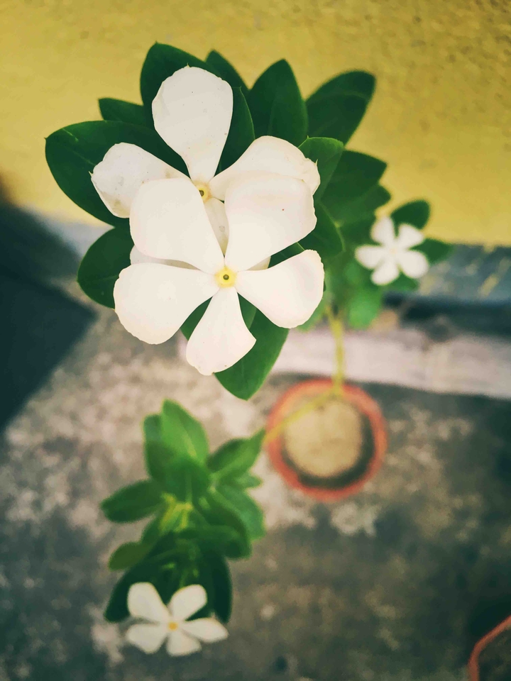 flowers