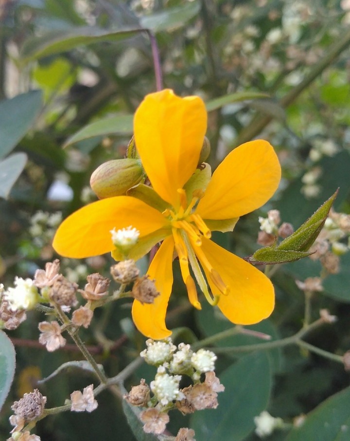 flower