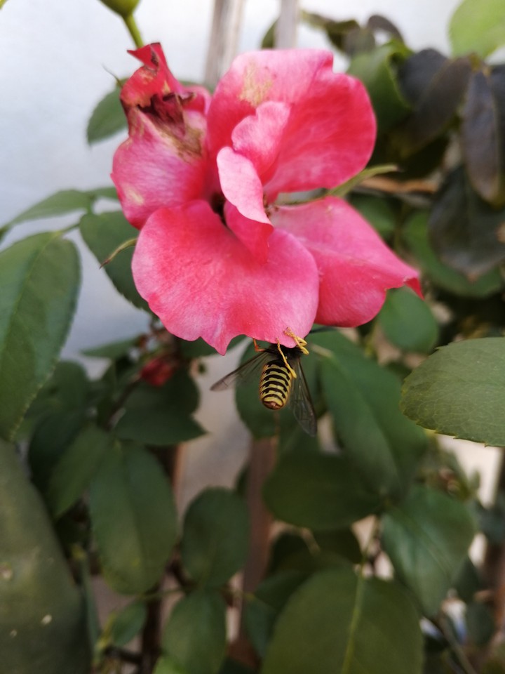 Vespa común + rosal japonés
