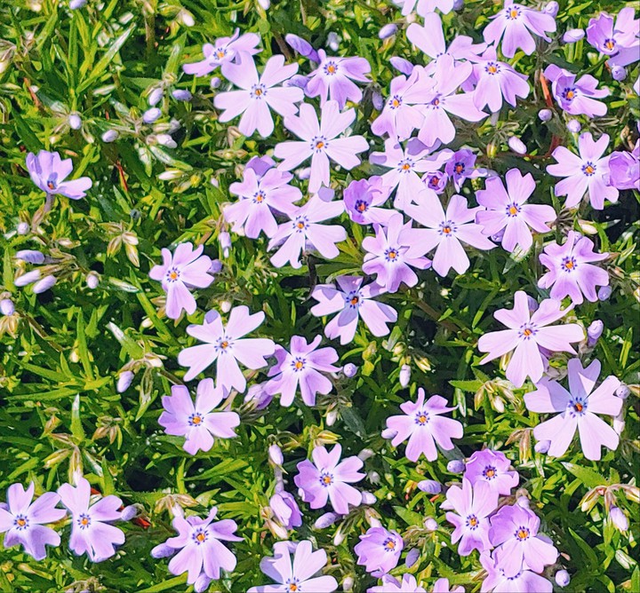 creeping phlox