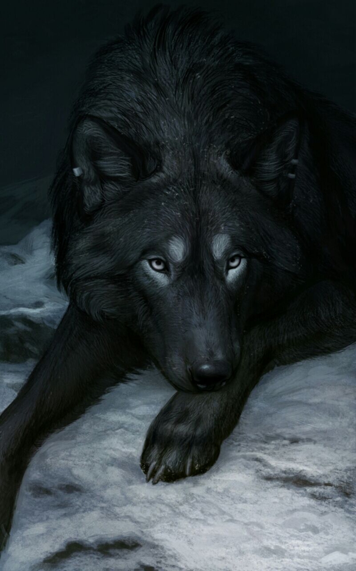 Black wolf