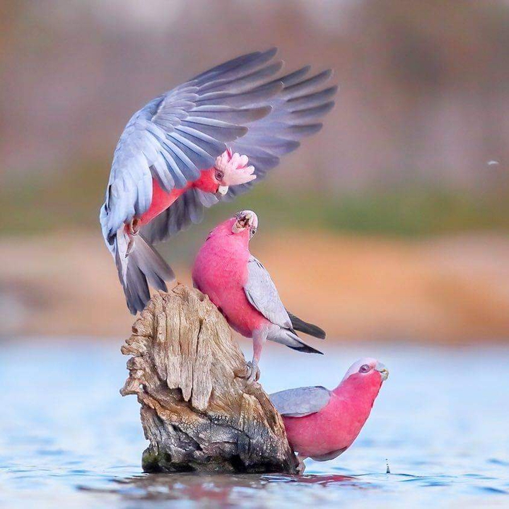 birds