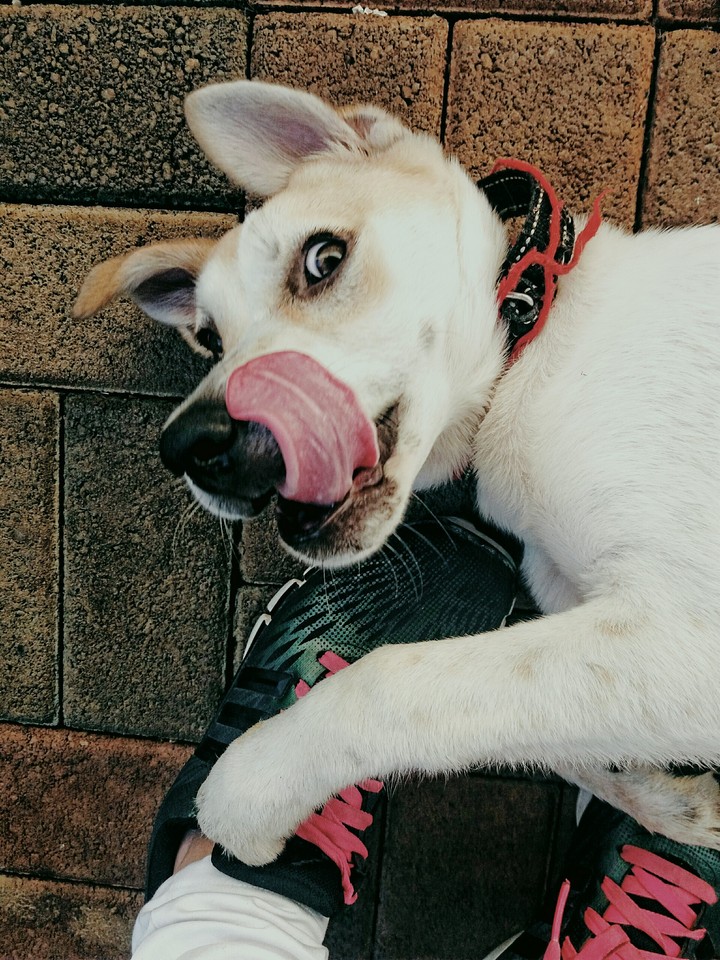 mischief time with doge