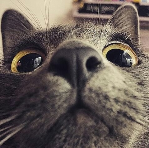 You have cat to be kitten me right meow, i ain't lion