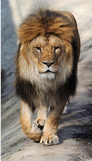 lion