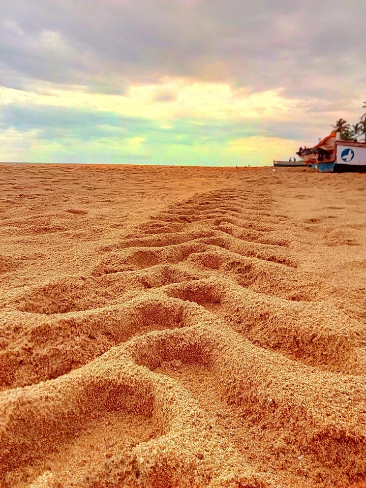 tracks