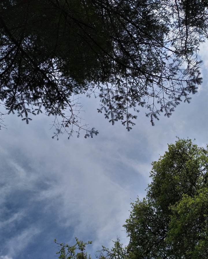 Sky and trees