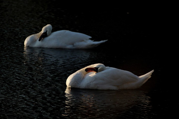 Swans