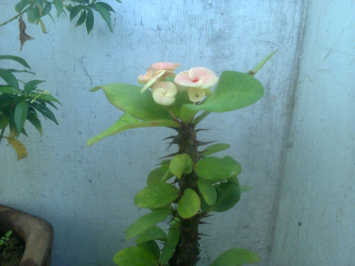 Eucorbia